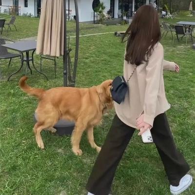 会飞的小精灵